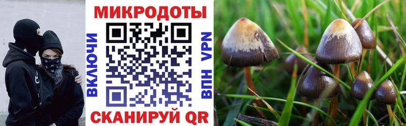 Псилоцибиновые грибы Psilocybe  Невель 